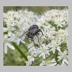 Graphomya maculata - Echte Fliege w02.jpg